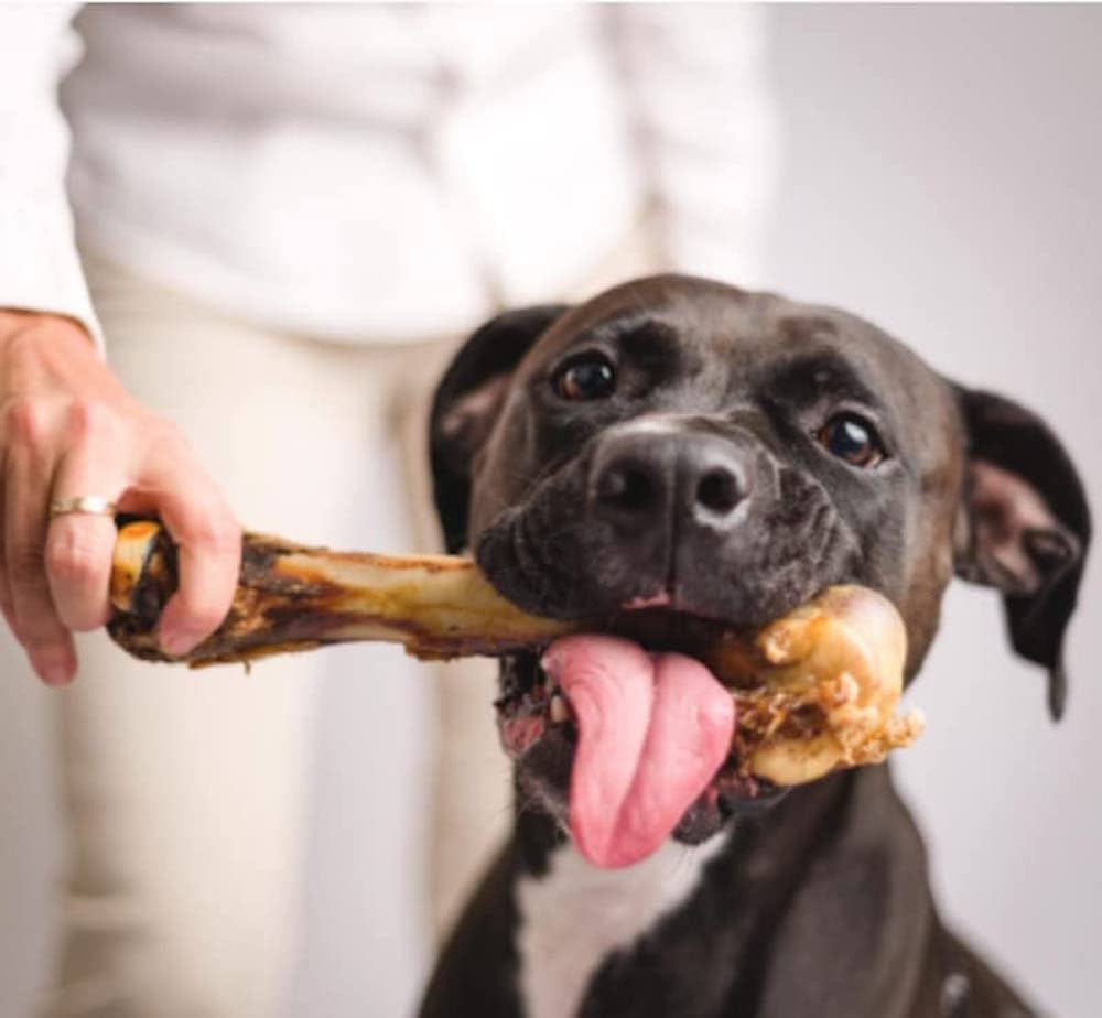 Monster Extra Large Femur Bone for Dogs – Giant Chew Treat for Power Chewers - Advance Pets Product