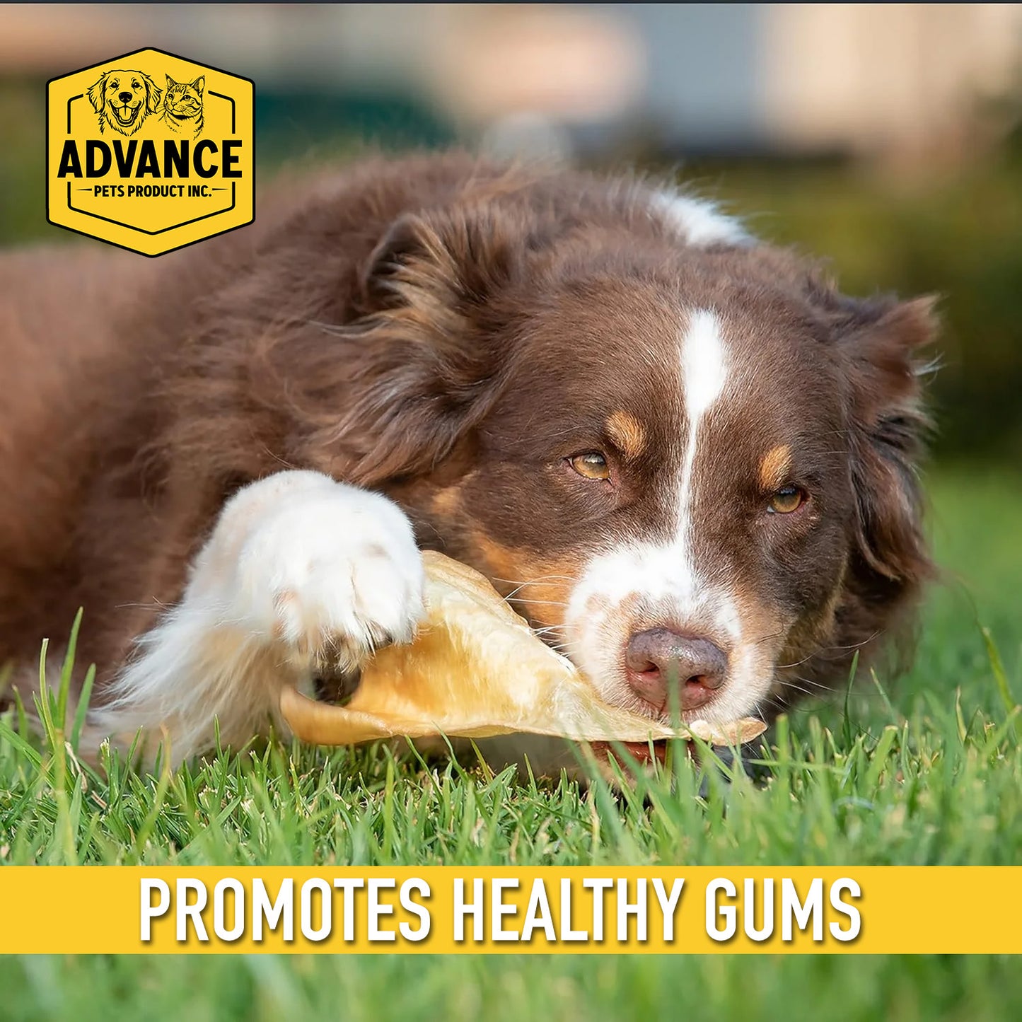 Natural Water Buffalo Ear Dog Treat with Peanut Butter Flavor – Safe & Delicious Chew - 1 PC - Advance Pets Product