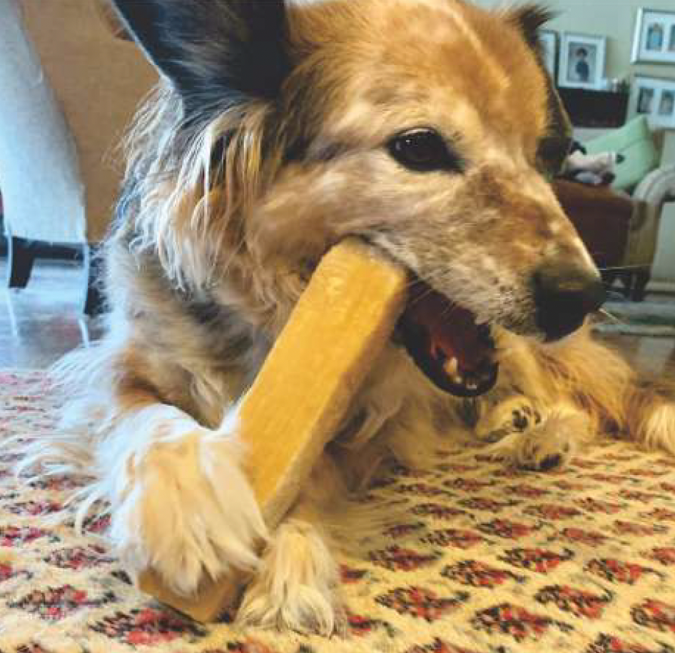 Flavored Gourmet Cheesy Chews – Himalayan Yak Dog Treats by Advance Pet Product - Advance Pets Product