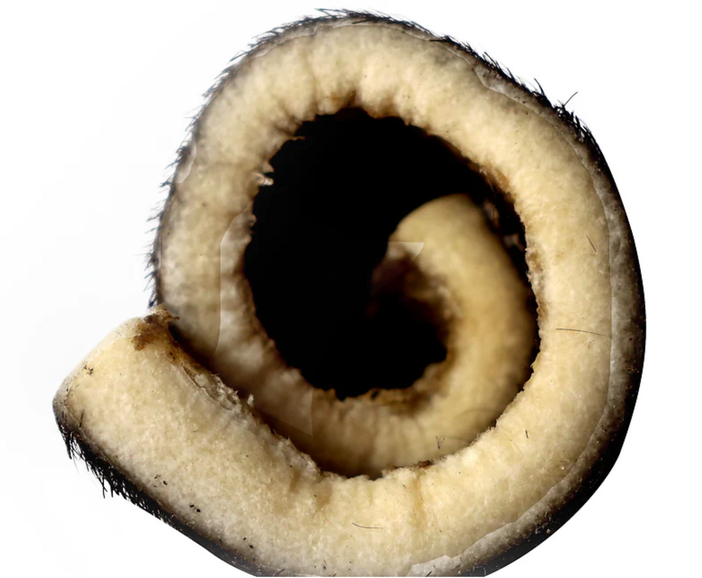 Natural Black Water Buffalo Cheek Roll Dog Chew – Long-Lasting, Rawhide-Free Treat - Advance Pets Product