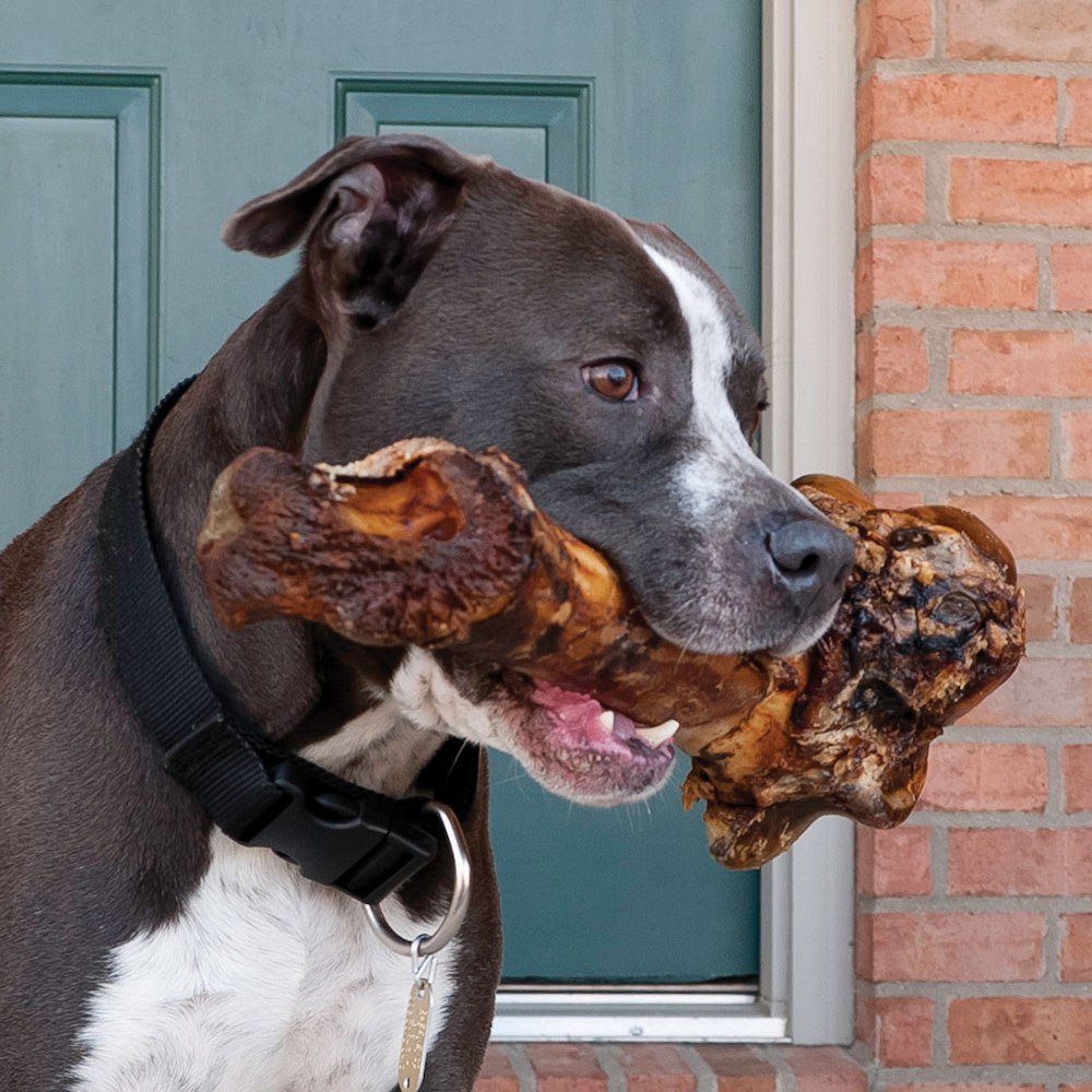 Monster Extra Large Femur Bone for Dogs – Giant Chew Treat for Power Chewers - Advance Pets Product