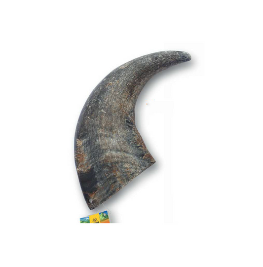 Buffalo Horn Maxi Bite - Advance Pets Product
