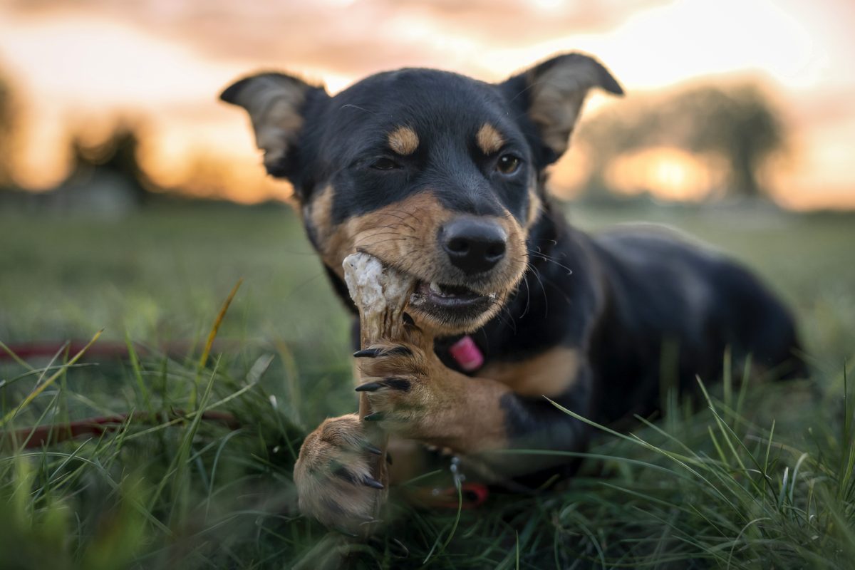 Cow Hip Bone for Dogs – Natural Beef Dog Chew Treat, Long-Lasting, Smoked Bone for Aggressive Chewers - Advance Pets Product