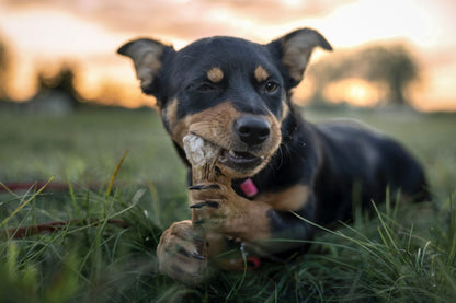 Cow Hip Bone for Dogs – Natural Beef Dog Chew Treat, Long-Lasting, Smoked Bone for Aggressive Chewers - Advance Pets Product