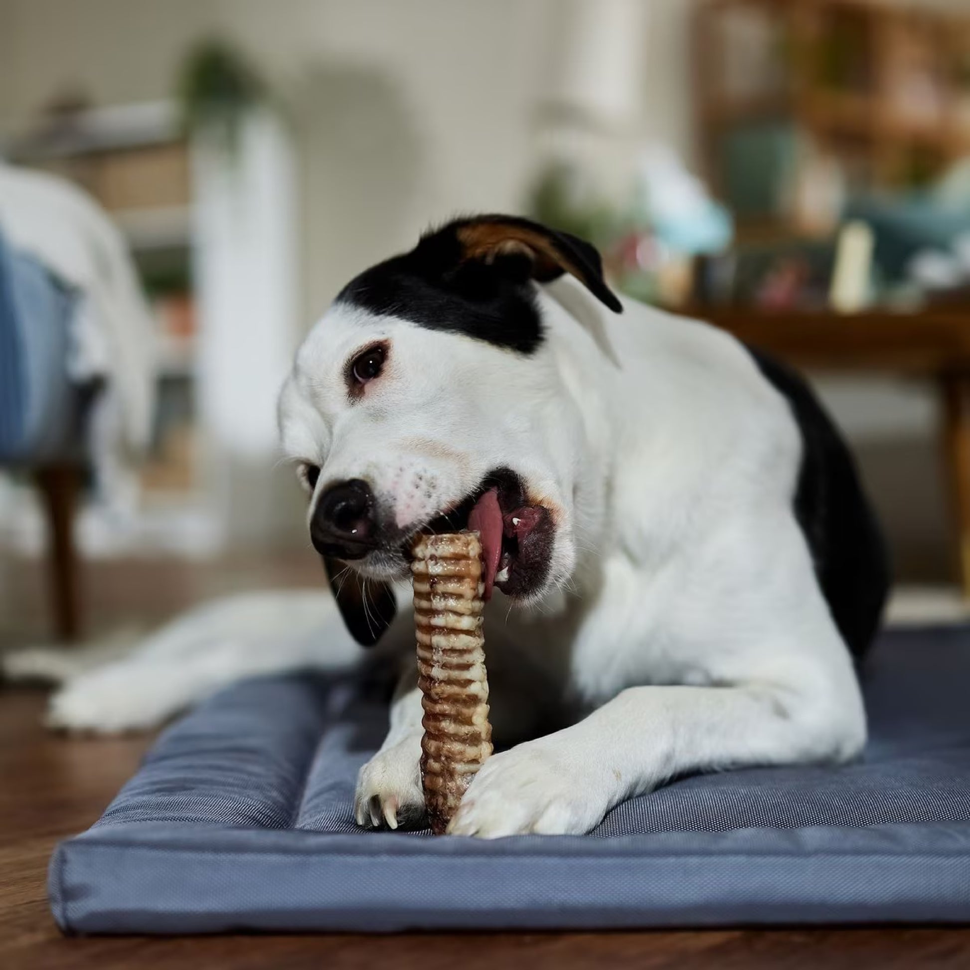 Premium Buffalo Trachea Dog Chews – 100% Natural, Tasty Treats for Healthy Chewing - High-Protein, Grain-Free - Pack of 2 - Advance Pets Product